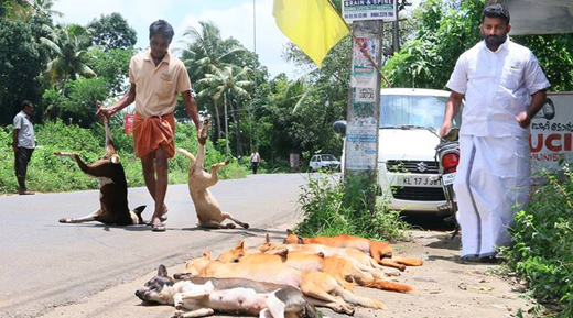 dogs-killed
